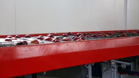 Sort line for calibration of apples. The work of the sorting line. Red Apples Vidéo 109199747