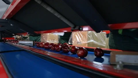 Sort line for calibration of apples. The work of the sorting line. Red Apples Vidéo 109199790