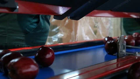 Sort line for calibration of apples. The work of the sorting line. Red Apples Vidéo 109199816