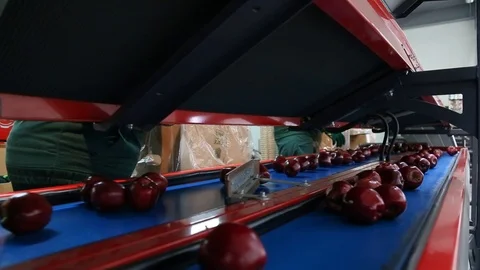 Sort line for calibration of apples. The work of the sorting line. Red Apples Vidéo 109199832