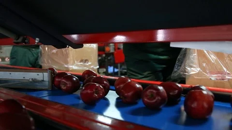 Sort line for calibration of apples. The work of the sorting line. Red Apples Vidéo 109199868