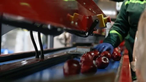 Sort line for calibration of apples. The work of the sorting line. Red Apples Vidéo 109199889