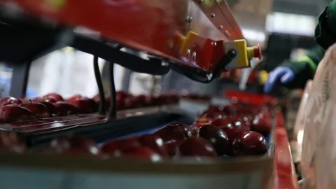 Sort line for calibration of apples. The work of the sorting line. Red Apples Vidéo 109199918
