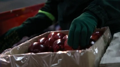 Sort line for calibration of apples. The work of the sorting line. Red Apples Stockbeeldmateriaal 109199950