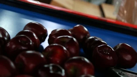 Sort line for calibration of apples. The work of the sorting line. Red Apples Vidéo 109199967