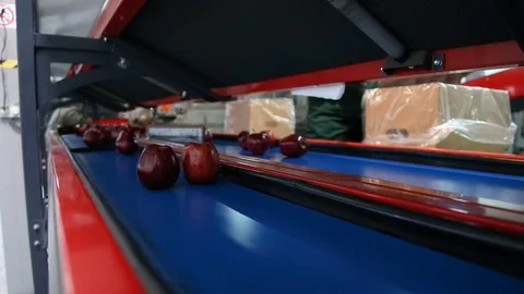 Sort line for calibration of apples. The work of the sorting line. Red Apples Vidéo 109200008
