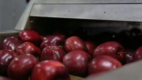 Sort line for calibration of apples. The work of the sorting line. Red Apples Vidéo 109201331