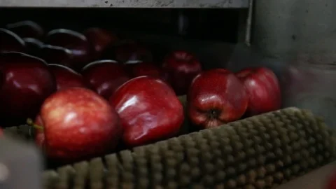 Sort line for calibration of apples. The work of the sorting line. Red Apples Vidéo 109201407
