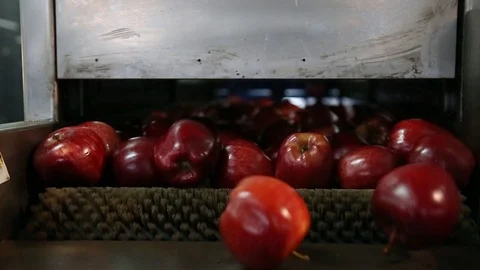 Sort line for calibration of apples. The work of the sorting line. Red Apples 스톡 동영상 109206163