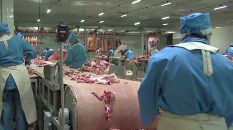 Sort of meat on a conveyor belt.mp4 Stock Footage 48945409