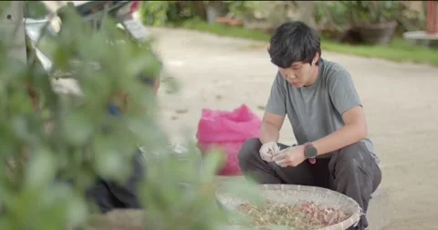 Sort the onion varieties using a knife or hand to separate the several adjacent  Stock Footage 223383416