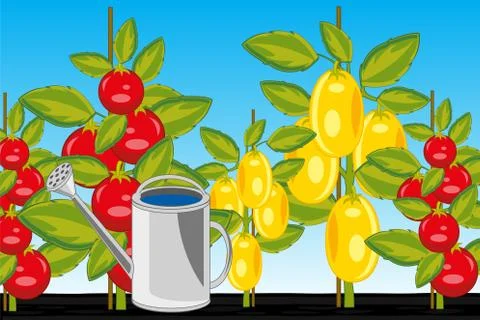 Sort tomato red and yellow in ground Stock Illustration