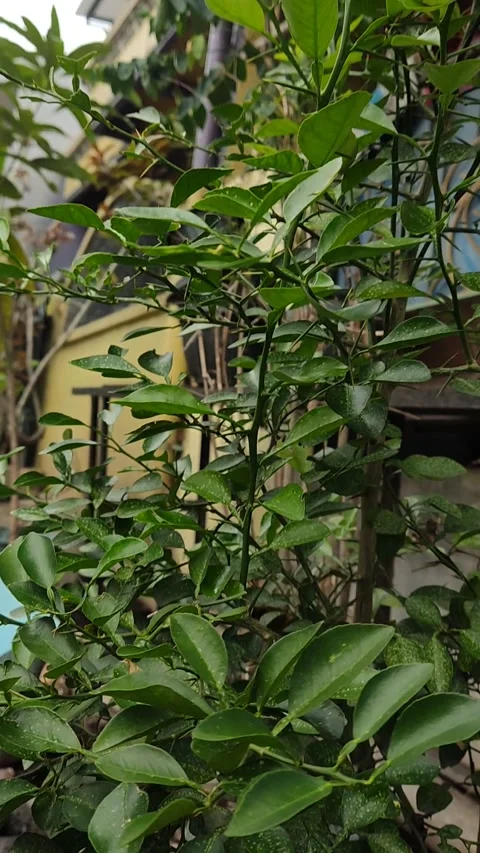 Sort video of orange tree Stock Footage 209880271