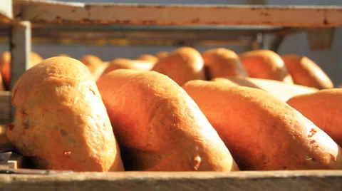 Sorted bread on a food plant 스톡 동영상 30049232