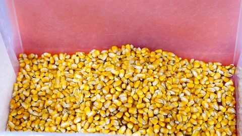 Sorted corn kernels in a seed box Stock Footage 249525293