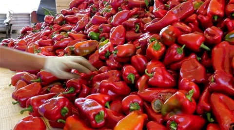 Sorting and classifying peppers, worker taking red peppers from pile, close up. Stock Footage 55023391
