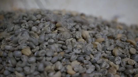 Sorting and grading coffee bean Stock Footage 81062342