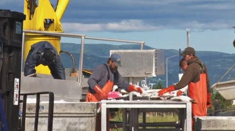 Sorting and Icing Halibut Fish Table 1 Stock Footage 8563631