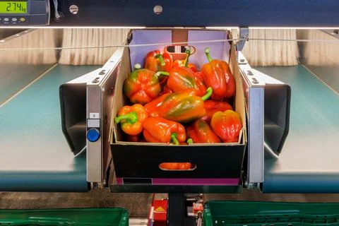 Sorting and packaging of red bell peppers on a conveyor belt during harvest Stock Photos