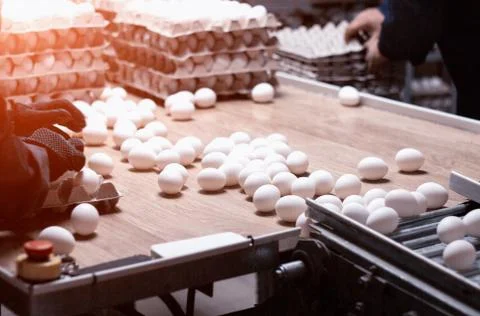 Sorting and packing of chicken eggs at a poultry farm, chicken eggs on a Foto stock