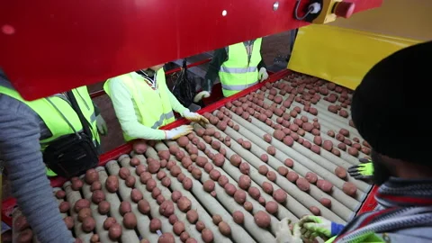Sorting and packing fresh potatoes at a processing facility Video stock 302627168