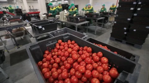 Sorting and packing-harvest tomato Stock-Footage 68579101