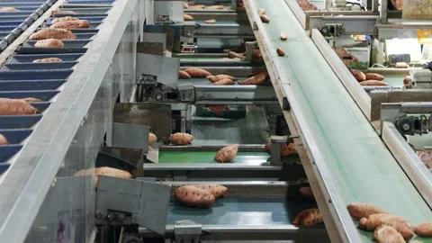 Sorting of and packing sweet potatoes in an agricultural packing facility Stock Footage 172068918