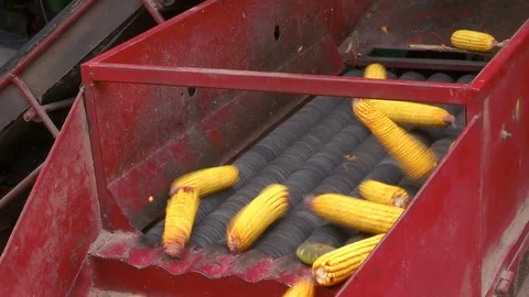 Sorting and Processing of Corn Stock Footage 116300139