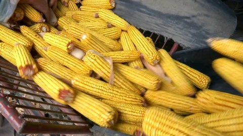 Sorting and Processing of Corn Stock Footage 116300226