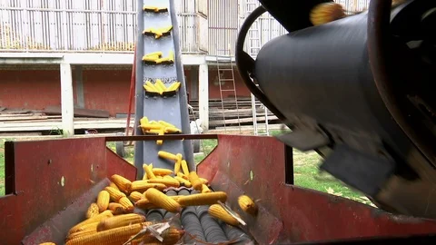 Sorting and Processing of Corn Stock Footage 116300995