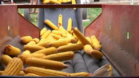 Sorting and Processing of Corn Stock Footage 116307186