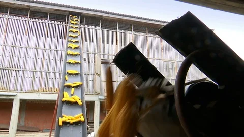 Sorting and Processing of Corn Stock Footage 116311899