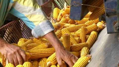 Sorting and Processing of Corn Stock Footage 116312896