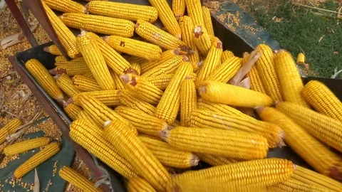 Sorting and Processing of Corn Stock Footage 116313440