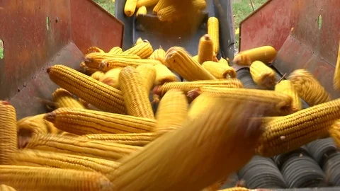 Sorting and Processing of Corn Stock Footage 116314093