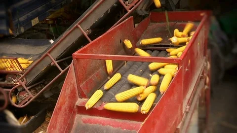 Sorting and Processing of Corn Stock Footage 116316540