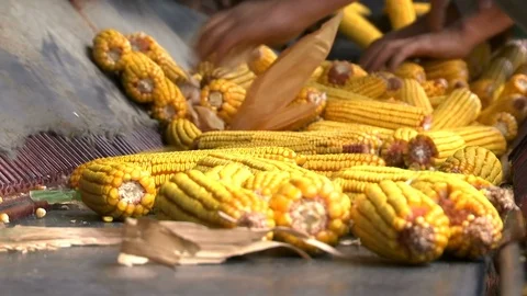 Sorting and Processing of Corn Stock Footage 116319437