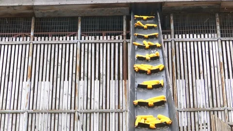 Sorting and Processing of Corn Stock Footage 116326972