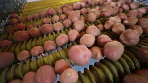Sorting and processing of fresh potatoes in a busy agricultural facility Stock Footage 302620461