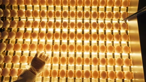 Sorting and screening of eggs with light on a production line factory. Stock Footage 201130680