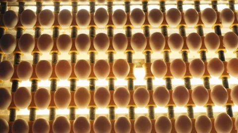Sorting and screening of eggs with light on a production line factory. Stock Footage 201131625