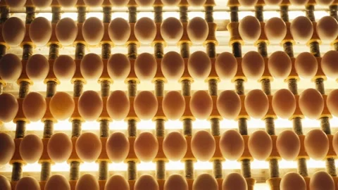 Sorting and screening of eggs with light on a production line factory. Stock Footage 201131642