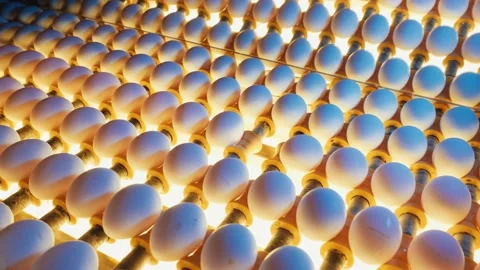 Sorting and screening of eggs with light on a production line factory. Stock Footage 201131650