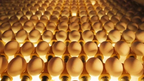 Sorting and screening of eggs with light on a production line factory. Stock Footage 201131653