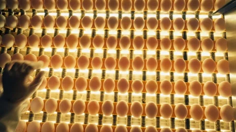Sorting and screening of eggs with light on a production line factory. Stock Footage 201131668