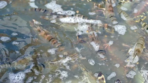 Sorting and weighting of harvested shrimps in a shrimp farm Stock Footage