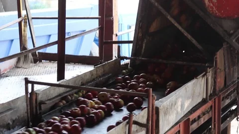 Sorting apples in apple juice production, sorting line Stock Footage 75257230