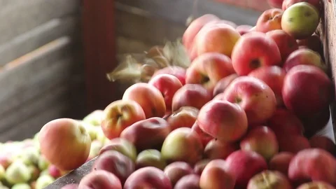 Sorting apples in apple juice production, red garden apples Stock Footage 75257307