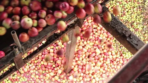 Sorting apples in apple juice production Stock Footage 75257336