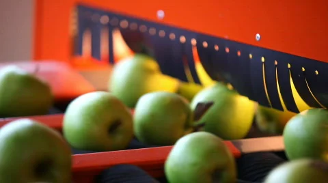 Sorting apples Stock Footage 800734
